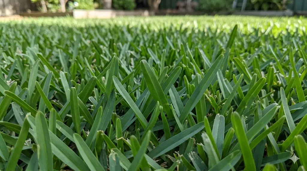 Close-up of Sir Walter Buffalo grass broad green blades